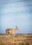 Impala Walking by River