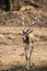 Impala walking in the zoo