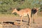 Impala - Wildlife from Africa - Animal Mothers