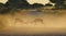 Impala - Wildlife Background - Fighting Rams