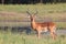 Impala - Wildlife Background - Ram Stare of Focus