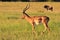 Impala - Wildlife Background - Ram Walk