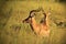 Impala - Wildlife Background - Rams of Symmetry