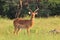 Impala - Wildlife Background - Red Ram