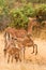 Impala with young impalas, Samburu, Kenya