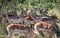 Impalas (Aepyceros Melampus) in the Kruger National Park