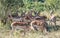 Impalas (Aepyceros Melampus) in the Kruger National Park