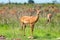 Impalas in the African savanna