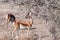 Impalas browsing in Etosha