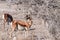 Impalas browsing in Etosha