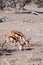 Impalas browsing in Etosha