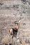 Impalas browsing in Etosha