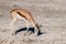 Impalas browsing in Etosha