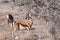 Impalas browsing in Etosha