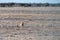 Impalas browsing in Etosha