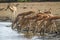 Impalas drinking, in Kruger National park, South Africa