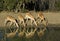 Impalas drinking water