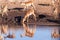 Impalas drinking from a waterhole