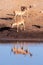 Impalas drinking from a waterhole