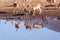 Impalas drinking from a waterhole