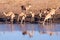 Impalas drinking from a waterhole