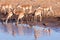 Impalas drinking from a waterhole