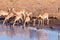 Impalas drinking from a waterhole