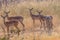 Impalas on eating between yellow grass