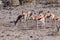 Impalas in Etosha National Park