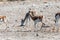 Impalas in Etosha National Park