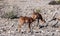 Impalas in Etosha National Park