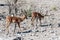 Impalas in Etosha National Park