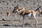 Impalas in Etosha National Park