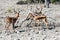 Impalas in Etosha National Park