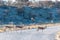 Impalas in Etosha National Park