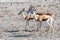 Impalas in Etosha National Park