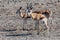 Impalas in Etosha National Park