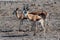 Impalas in Etosha National Park