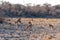 Impalas in Etosha National Park