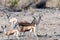 Impalas in Etosha National Park