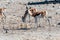 Impalas in Etosha National Park