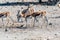 Impalas in Etosha National Park