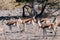 Impalas in Etosha National Park