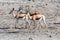 Impalas in Etosha National Park