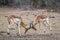 Impalas fighting in Kruger National park, South Africa