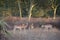 Impalas in a forest of fever trees in Gorongosa National Park