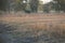 Impalas in a forest of fever trees in Gorongosa National Park