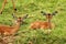 Impalas in the grass