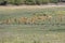 Impalas grazing in the vast Chobe National Park. Zimbabwe