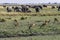 Impalas grazing in the vast Chobe National Park. Zimbabwe